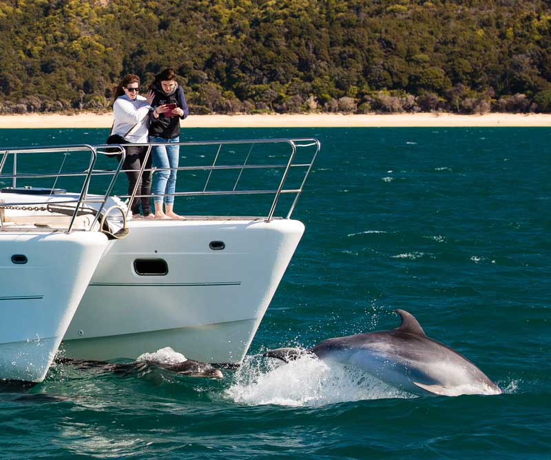 Cruise the Abel Tasman with Abel Tasman Charters, we sometimes see dolphins